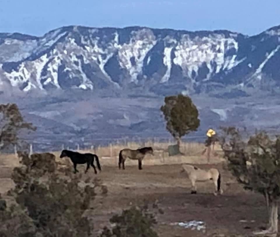 blue sky mountain and three horses