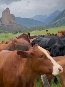 group of cows with blue sky and mountains