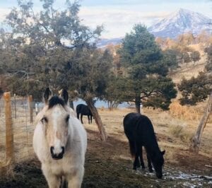 Three horses in a forest with mountains