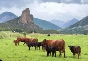 cows with calves in green meadow with mountain and clouds