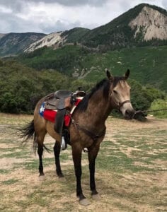 horse with blanket and saddle