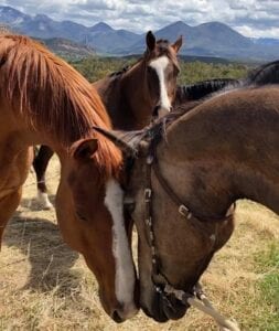 two horses with foreheads touching with third horse