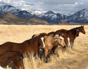 group of horses in the field