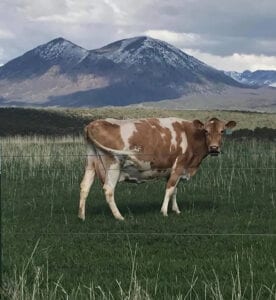 brown and white cow in field