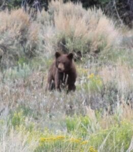 brown bear in tall grass