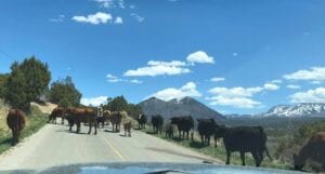 cows on the road with a blue sky and white clouds