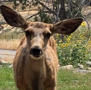 zoomed in photo of a deer with grass and bushes