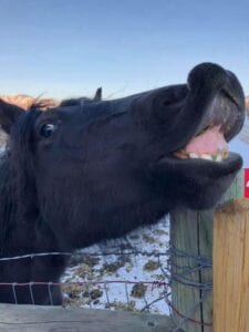 black horse with fence