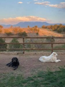 log fence and black and white dog with grass