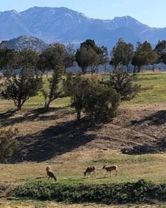 mountain and hills with trees and animals